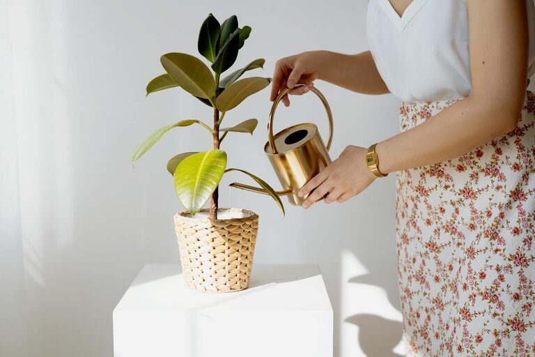Essential Tips for Keeping Your Houseplants Healthy and Vibrant